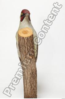 Green Woodpecker - Picus viridis 0008